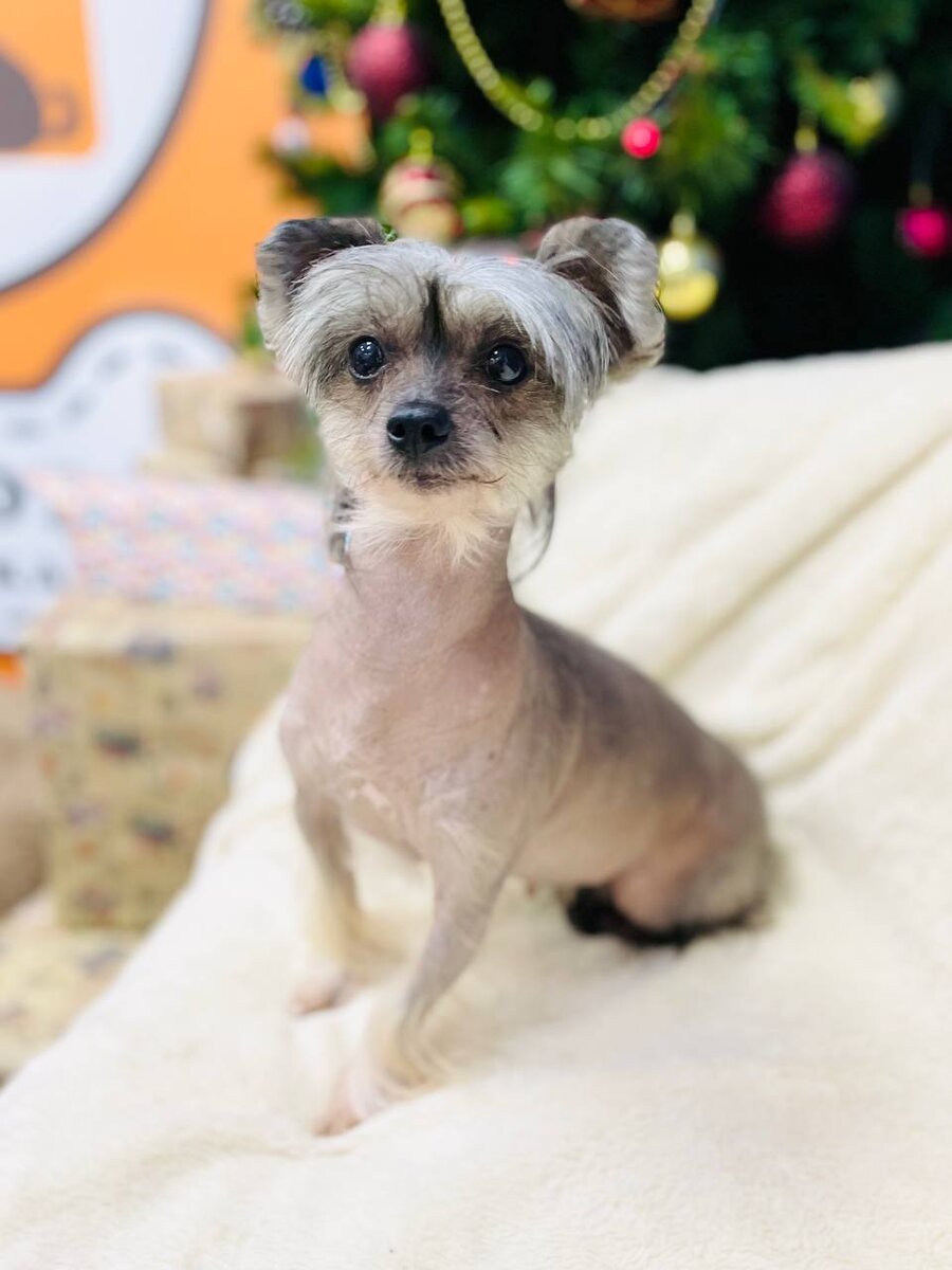 Маленькая собачка ищет дом! Мазда из приюта для маленьких собак - Домик Мелкашей!