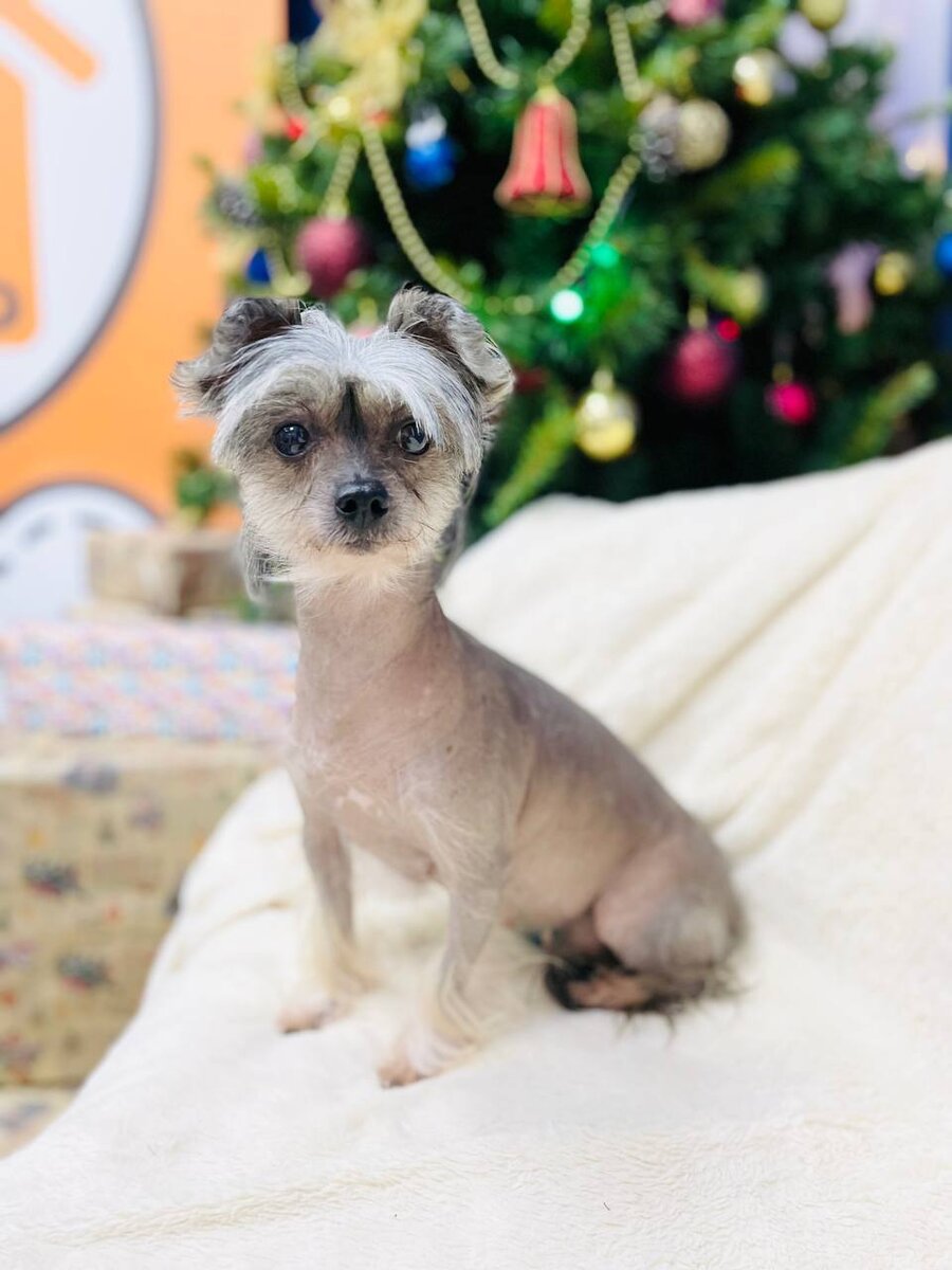 Маленькая собачка ищет дом! Мазда из приюта для маленьких собак - Домик Мелкашей!