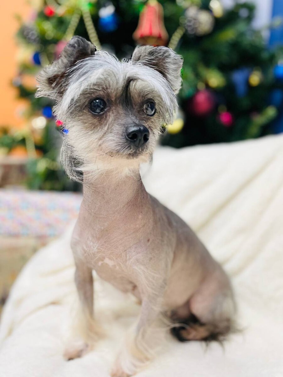 Маленькая собачка ищет дом! Мазда из приюта для маленьких собак - Домик Мелкашей!