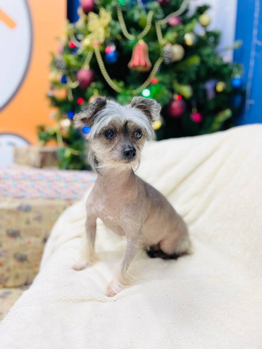 Маленькая собачка ищет дом! Мазда из приюта для маленьких собак - Домик Мелкашей!