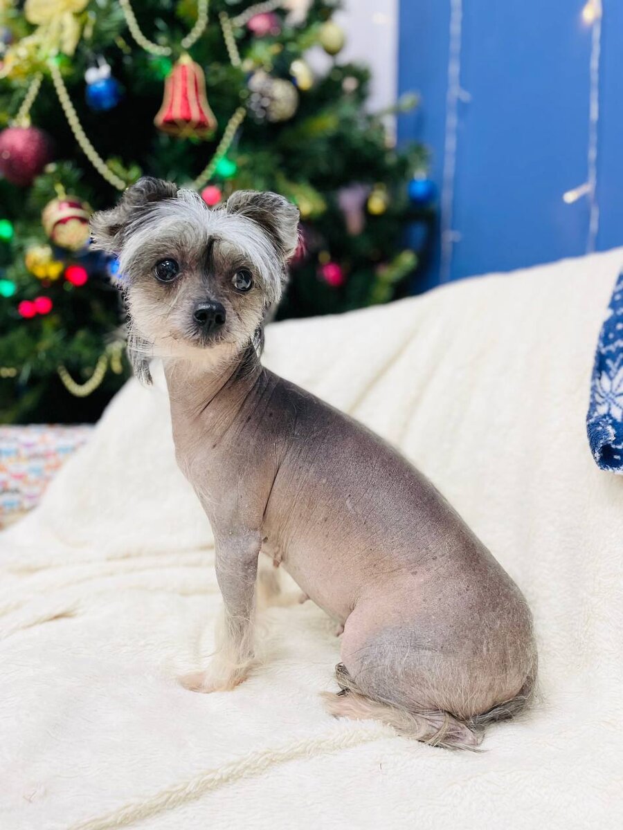 Маленькая собачка ищет дом! Мазда из приюта для маленьких собак - Домик Мелкашей!