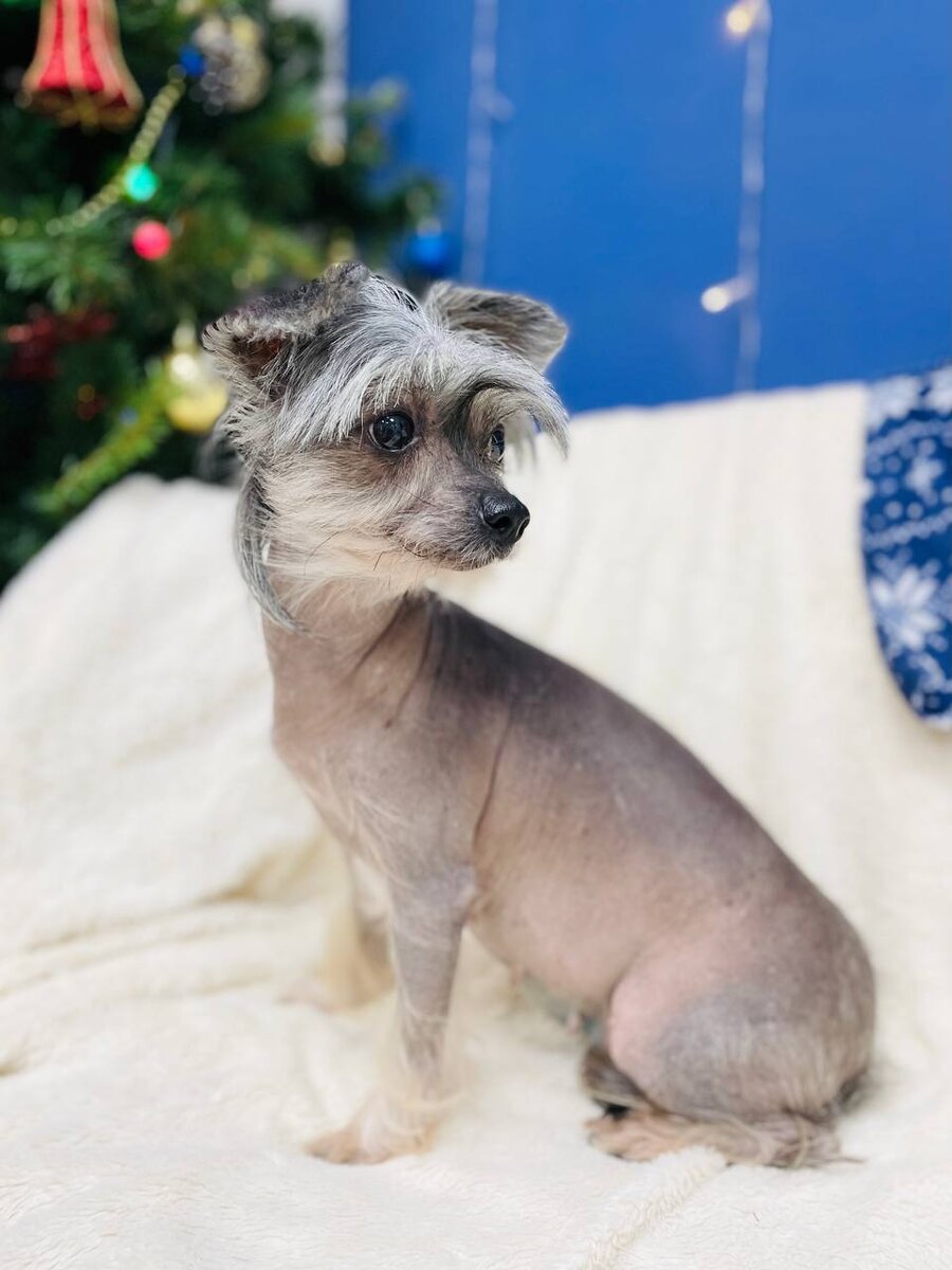 Маленькая собачка ищет дом! Мазда из приюта для маленьких собак - Домик Мелкашей!