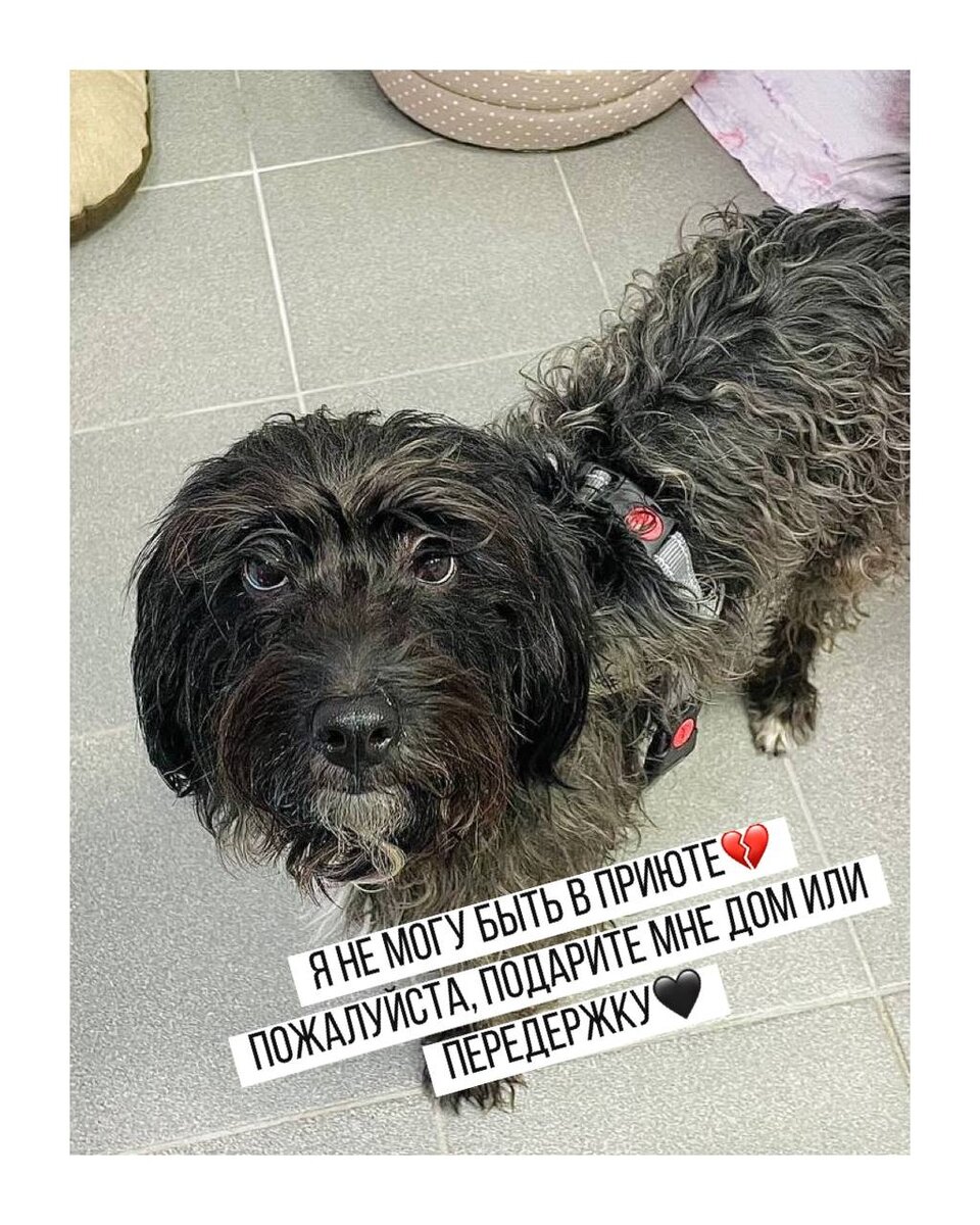 Срочно ищет дом или передержку маленькая собачка. Приют для маленьких собак Домик Мелкашей