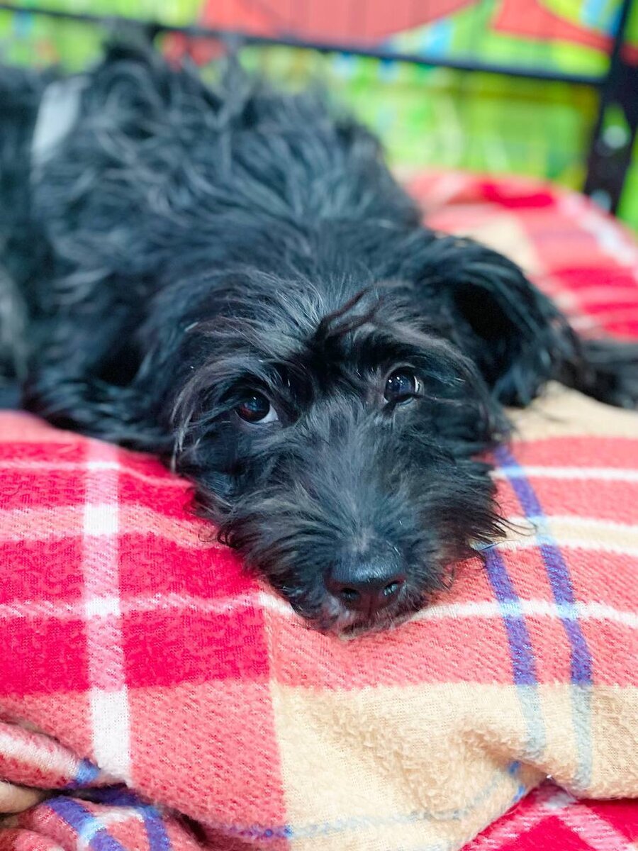 Срочно ищет дом или передержку маленькая собачка. Приют для маленьких собак Домик Мелкашей