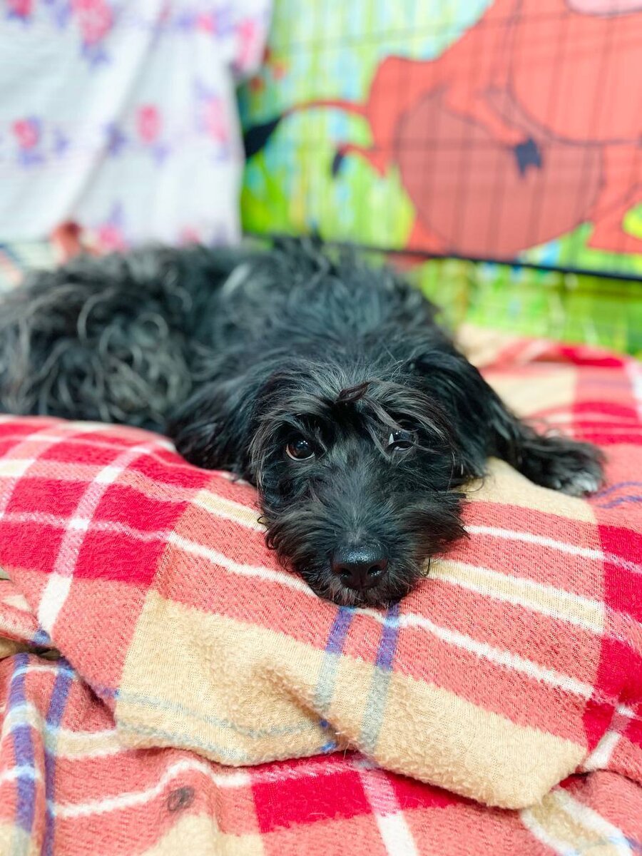 Срочно ищет дом или передержку маленькая собачка. Приют для маленьких собак Домик Мелкашей