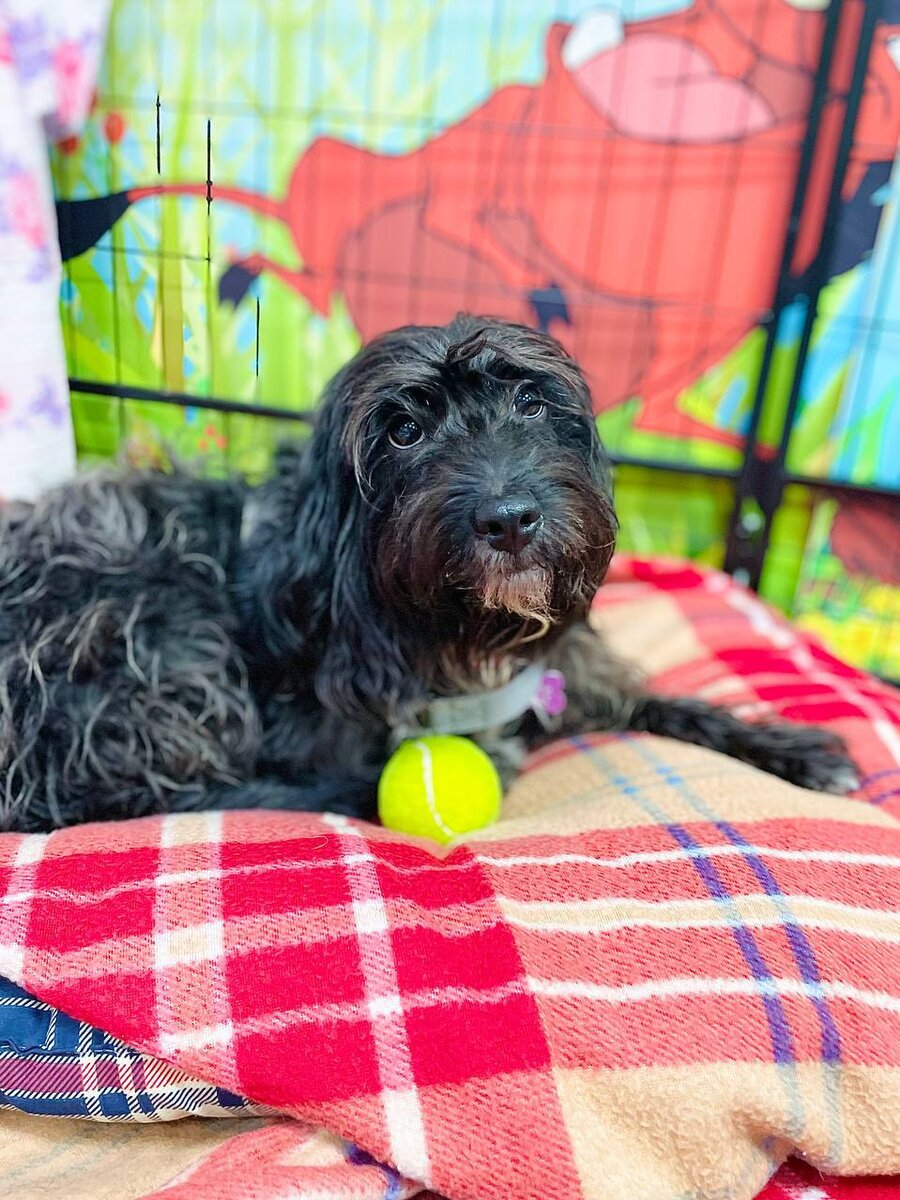 Срочно ищет дом или передержку маленькая собачка. Приют для маленьких собак Домик Мелкашей