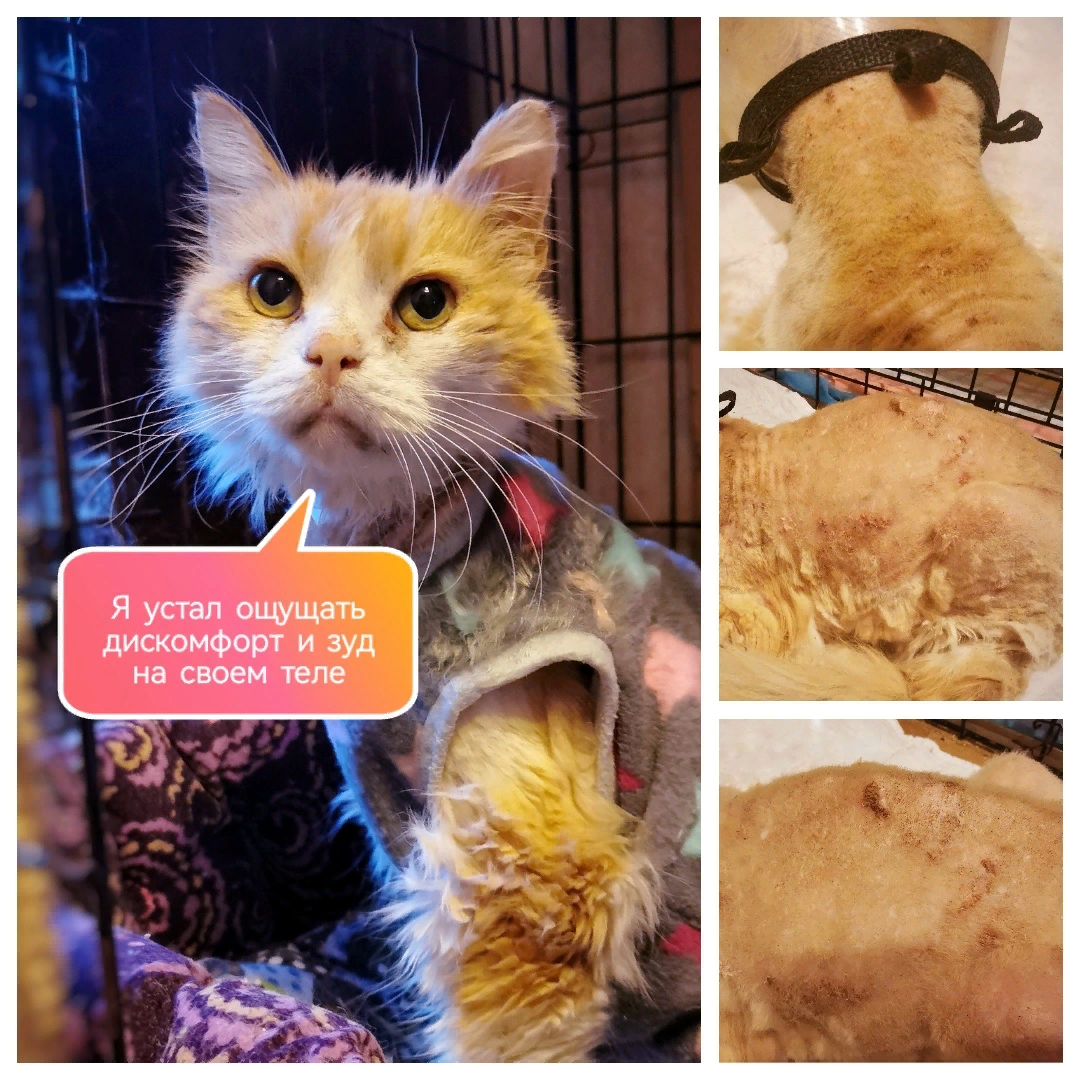 © ВСЕ ОТТЕНКИ КОШАЧЬЕГО. Фото Геркулеса в настоящее время