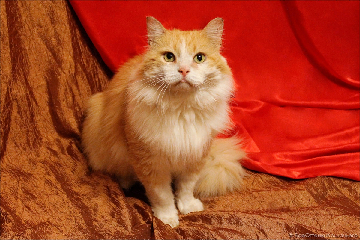 © ВСЕ ОТТЕНКИ КОШАЧЬЕГО. Фото Геркулеса спустя год нахождения в приюте.