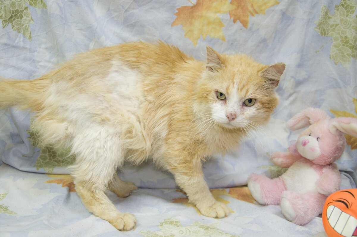 © ВСЕ ОТТЕНКИ КОШАЧЬЕГО. Фото Геркулеса в 2020 г. Уже частично начал обрастать, но проблемы с кожей по-прежнему сохраняются. 
