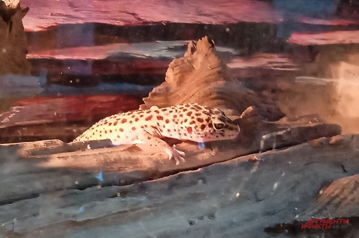    Как прикупить дракона.