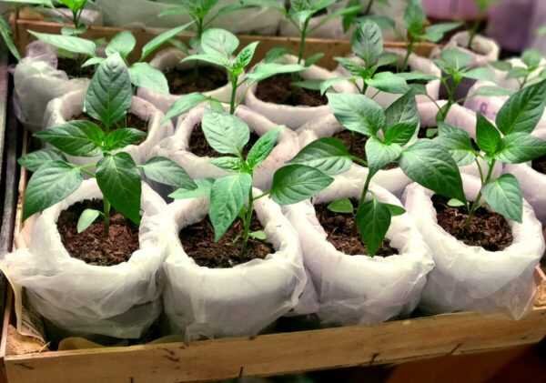 Как вырастить перец: от рассады до высадки - полезные советы