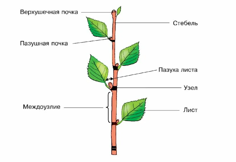 Где черешок у листа. Строение побега узел междоузлие. Стебель, почки, лист, междоузлие. Междоузлие у побега. Узел междоузлие пазуха листа.