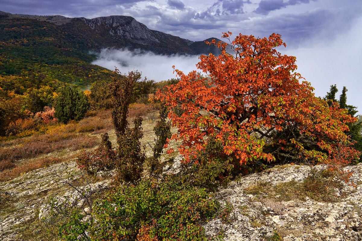 Крым осень природа фото