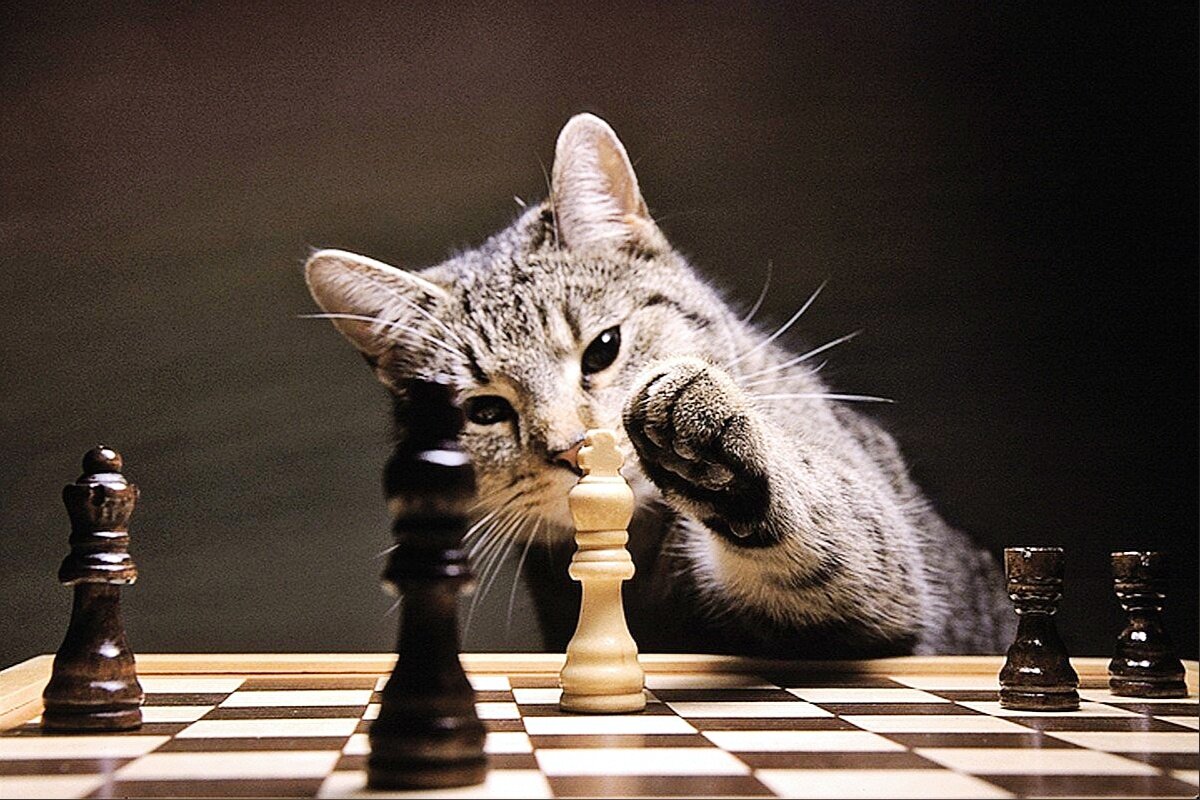 Увязший коготок