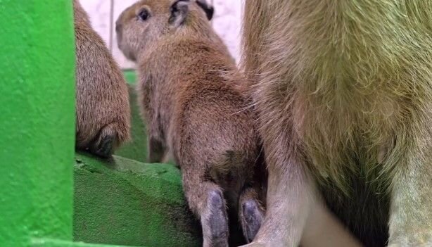    ©Кадр из видео