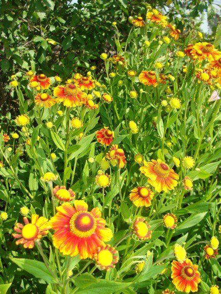 Этот гелениум мне отдала соседка. Он ей категорически не нравился.