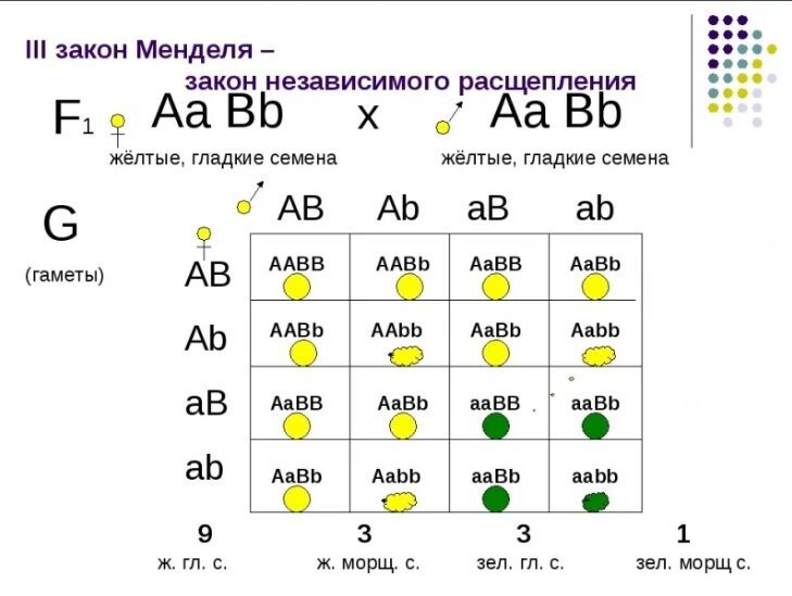 Закон независимого наследования пример
