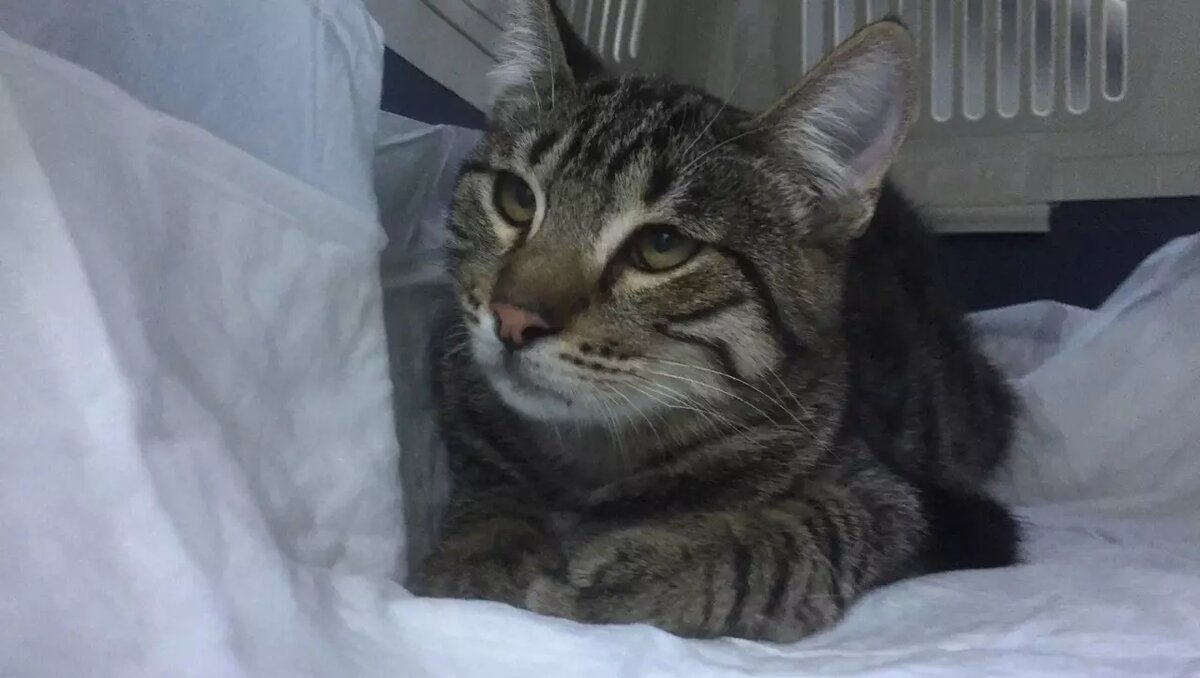     Власти рассказали, как будут работать государственные ветклиники Ростова в Новый год и в праздничные выходные, информация появилась на портале донского правительства.