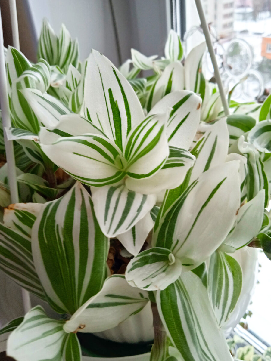 Традесканция Альбовиттата