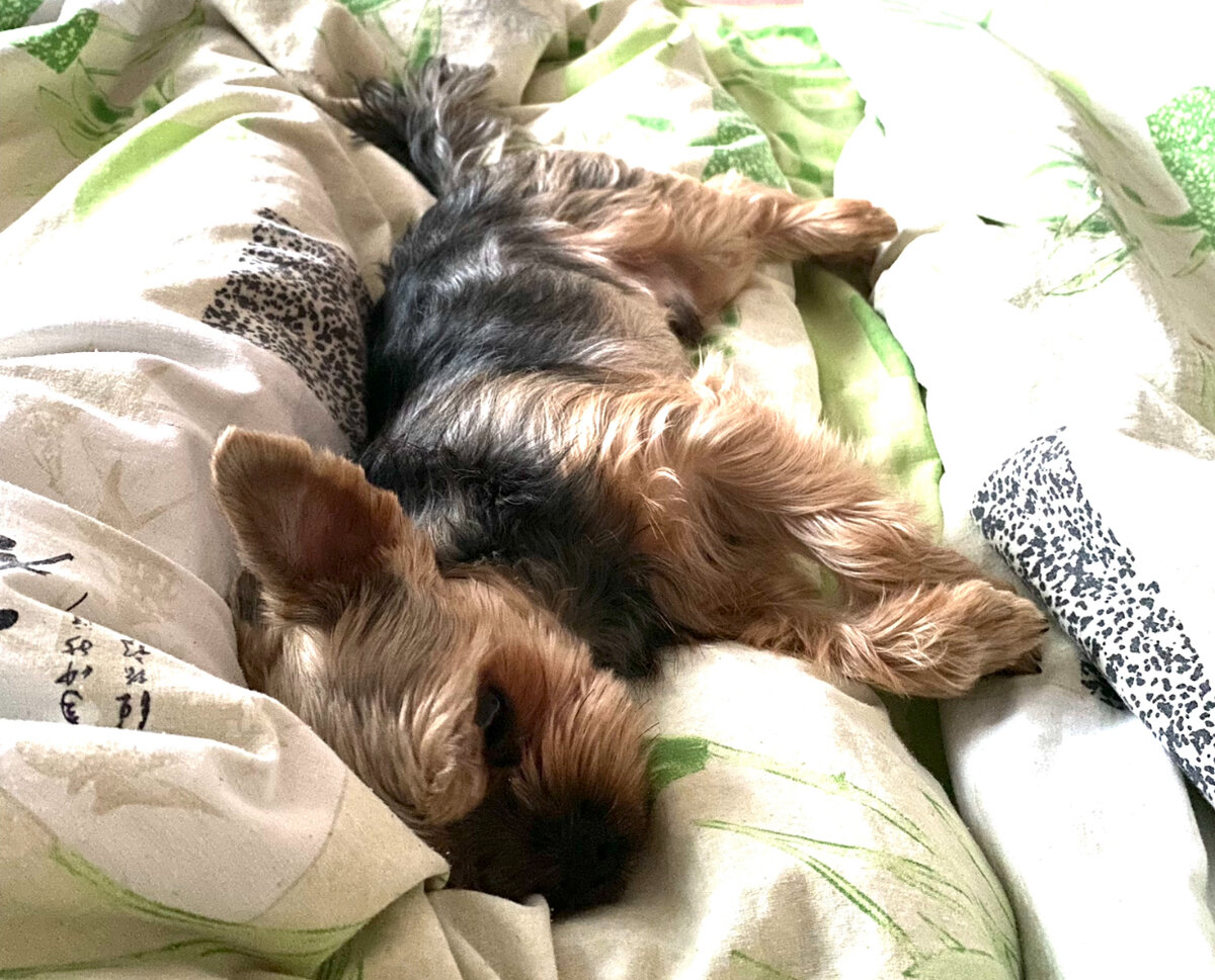 Фото автора. Люцифер.