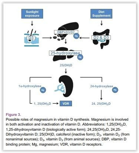 Источник: DOI:10.7556 / jaoa.2018.037