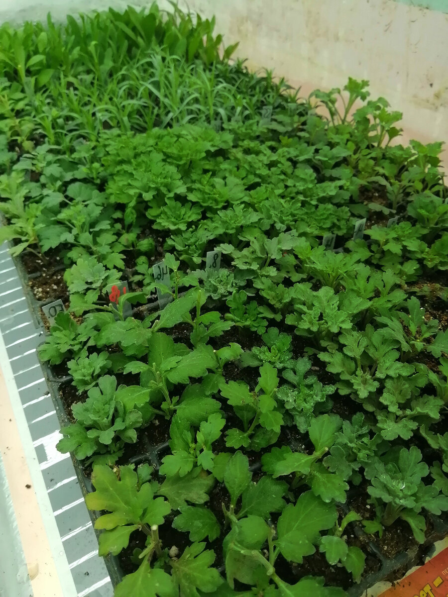 Эти черенки уже закалились