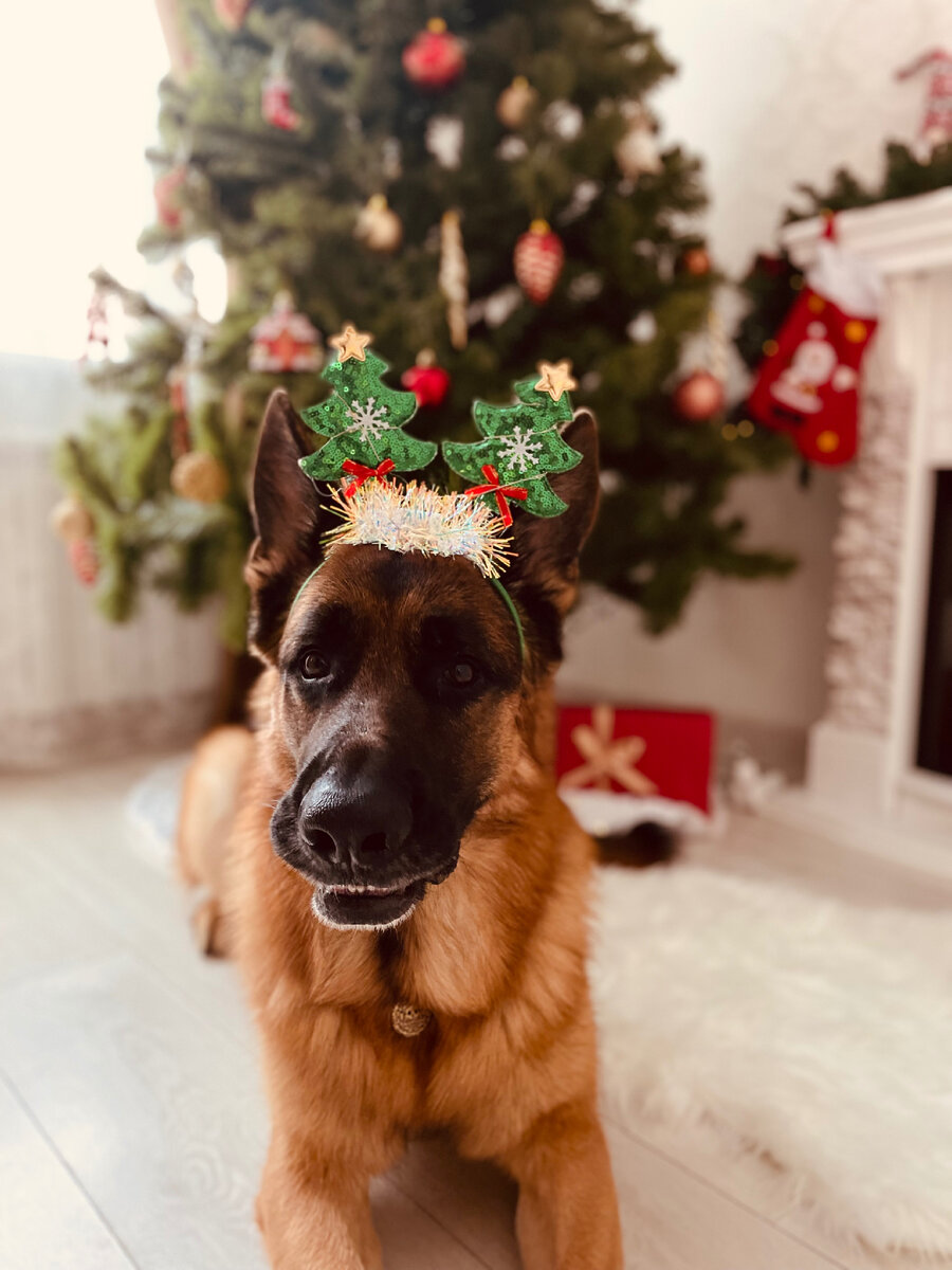 Да, я несу вам новогоднее настроение!
