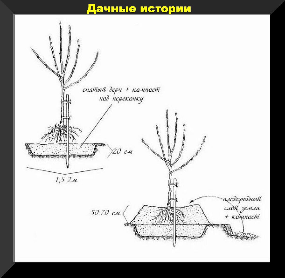 Правильная посадка деревьев. Схема посадки саженцев яблони. Схема посадки саженца яблони. Схема посадка саженца плодовых деревьев. Посадка яблони весной саженцами.