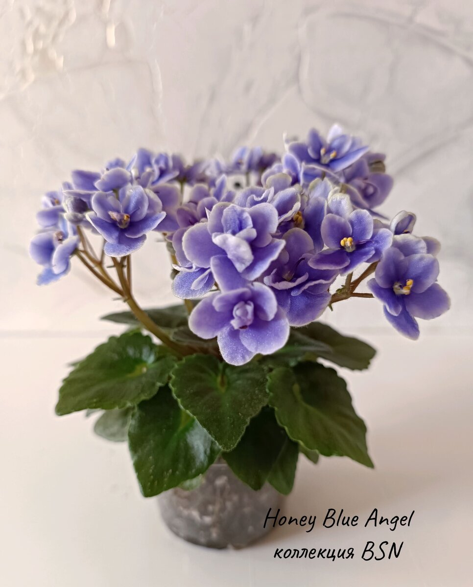 Вересковый мед фиалка фото и описание Pin on Garden PLANT
