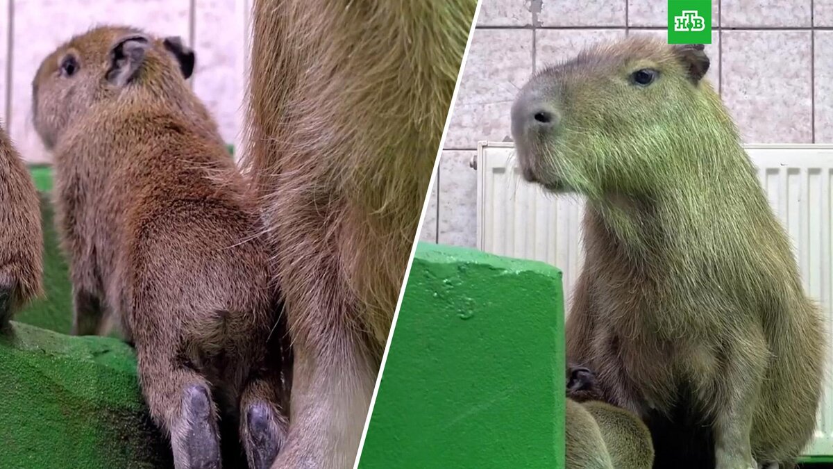    Фото: Moscowzoo_official / t.me