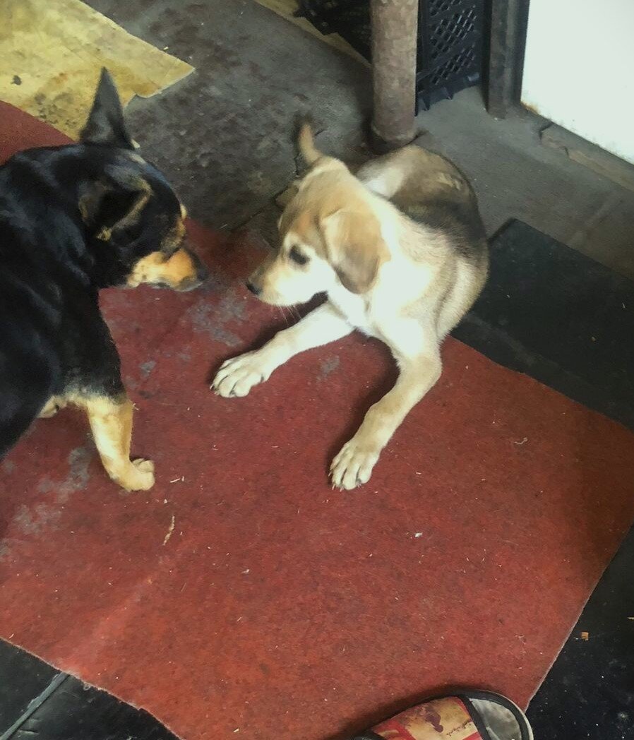 Щенок отдыхает