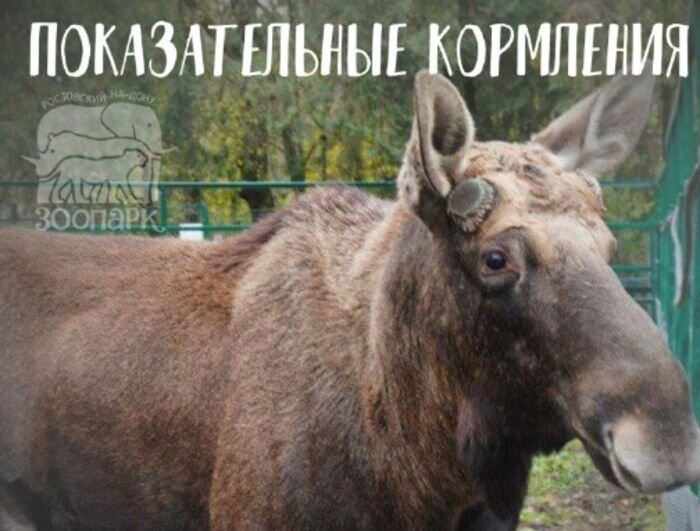 Источник фото: telegram-канал Ростовского зоопарка