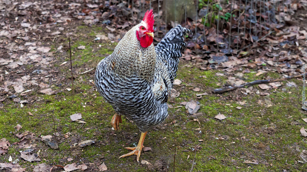 1. Вожак... © NickFW.ru — 28.12.2019г.