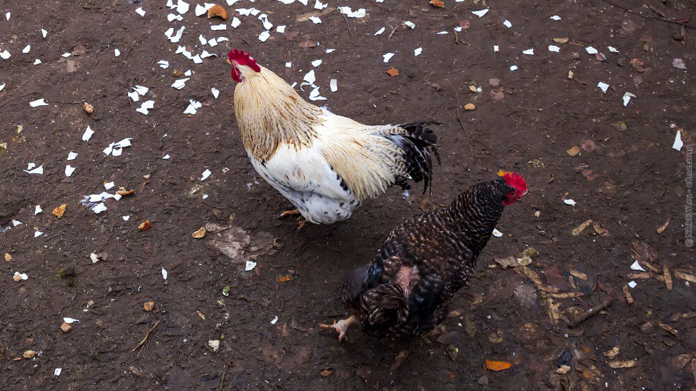 2. В птичнике... © NickFW.ru — 28.12.2019г.