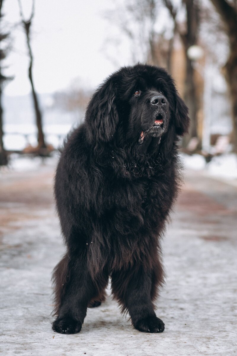Собаки крупных пород черные. Мастиф ньюфаундленд. Тибетский мастиф и ньюфаундленд. Ньюфаундленд черный. Большая черная мохнатая собака.