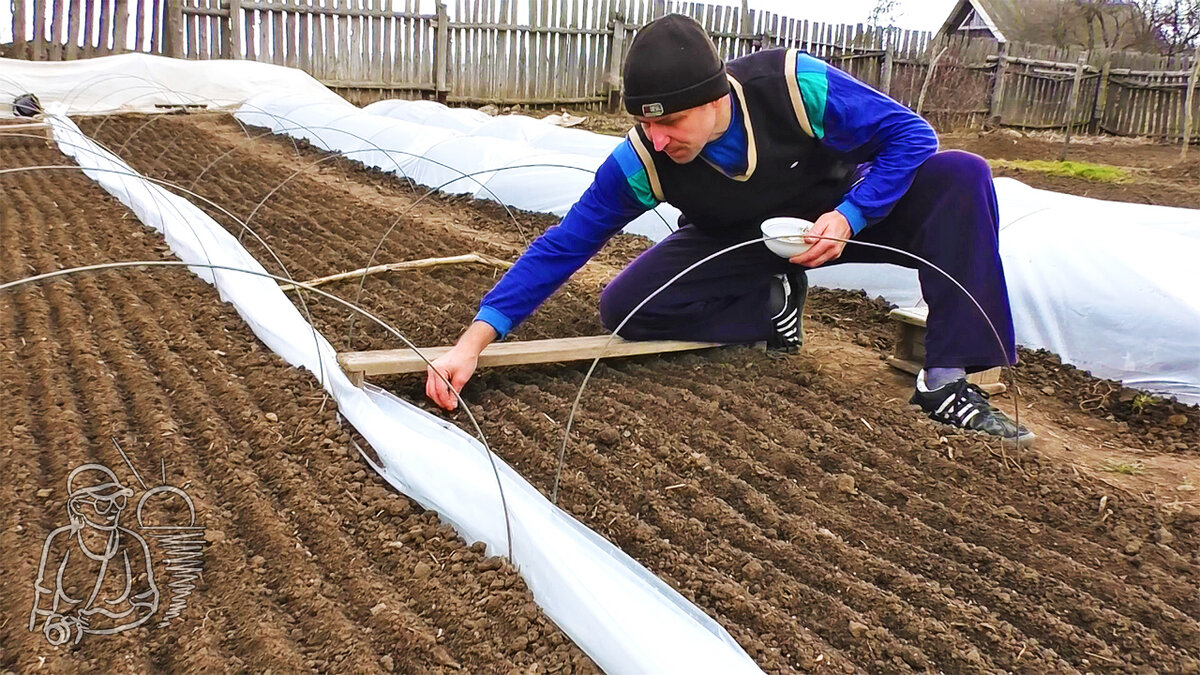 Огород, весна, забор, дом вдали, рассадные парники, посев с парниковой скамейкой дальних рядов. Жека Гордеев сеет семена томатов на мамином огороде в сдвоенный парник нашей конструкции.