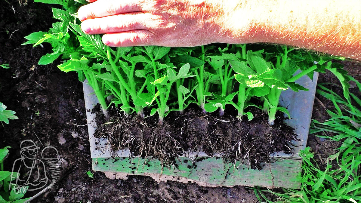 Рассада томатов, рука сверху. Рассада штамбовых помидоров, выращенных по нашей технологии на участке мамы, почти в самом начале процесса послойного укладывания с уплотнением в виде блока для транспортировки на рынок.