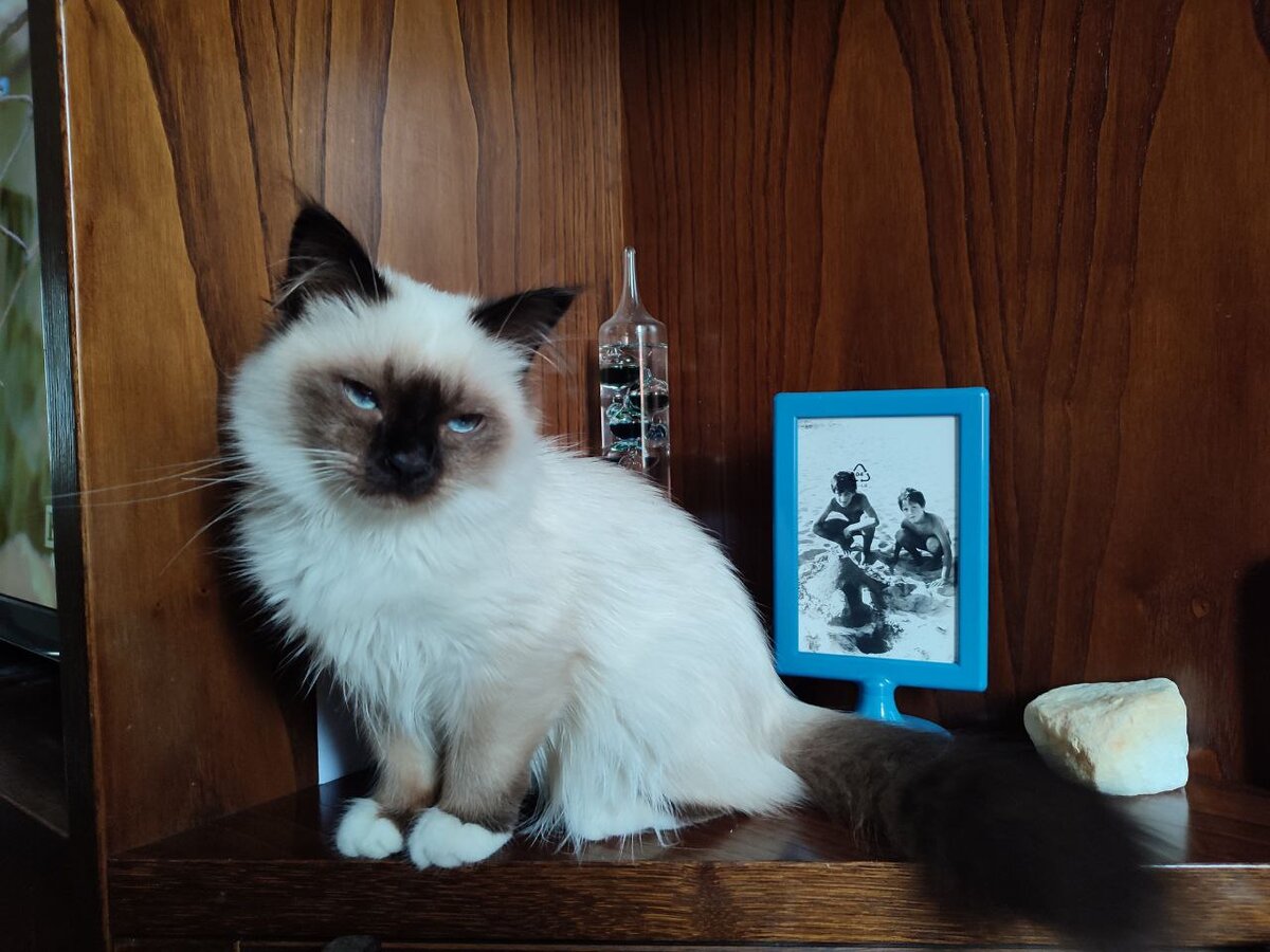 Сразу видно, какая хитрая морда, верно?