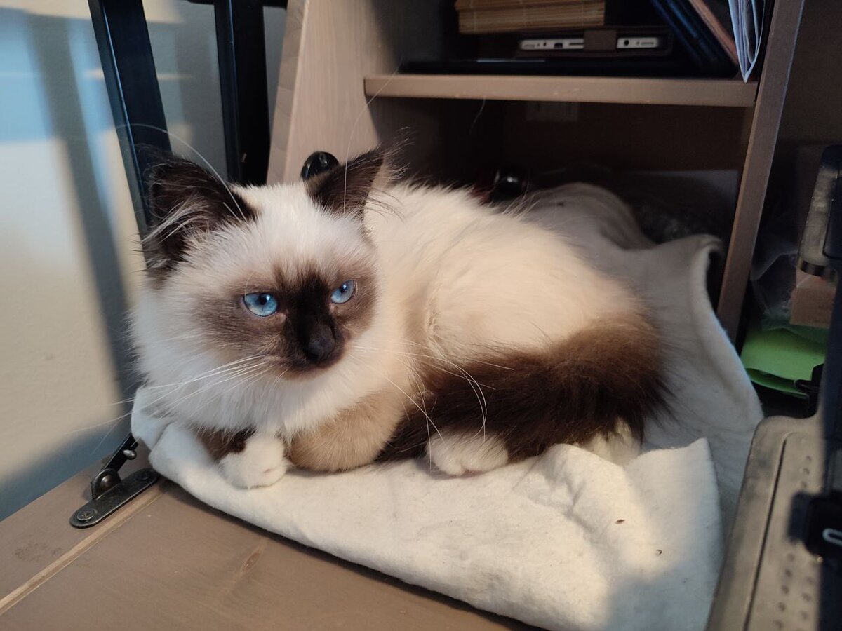 Но хорошенькая до невозможности! И любит находиться рядом с нами, когда мы работаем за компьютером.
