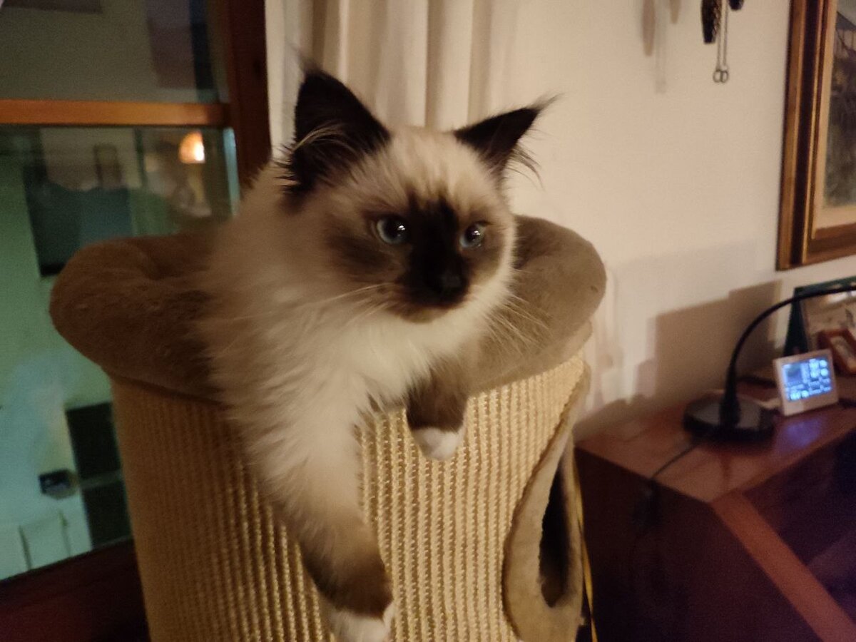 И упрямая, как все кошки