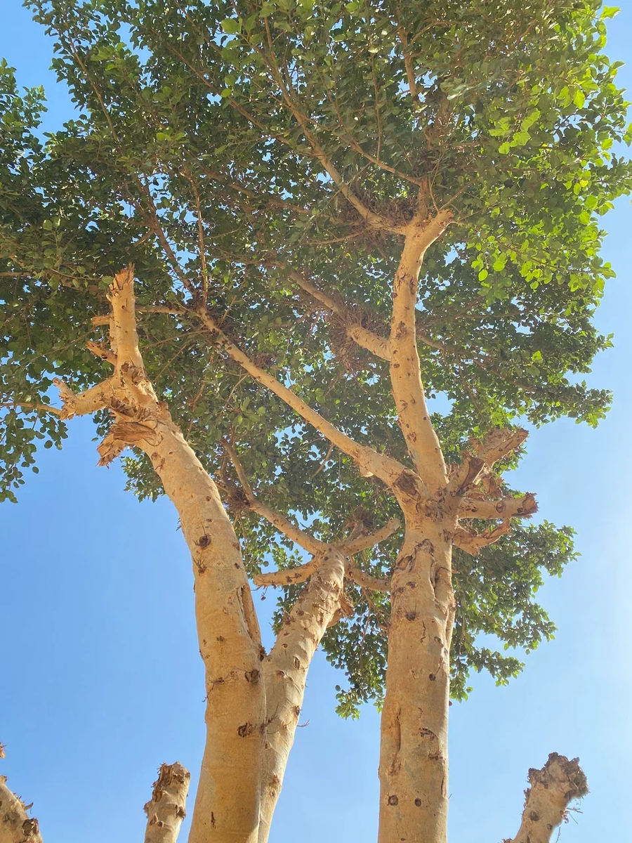 Дриада древнегреческая мифология. Дерево знака зодиака дева. Дерево марии. Дерево девы. Дерево девы марии в египте.