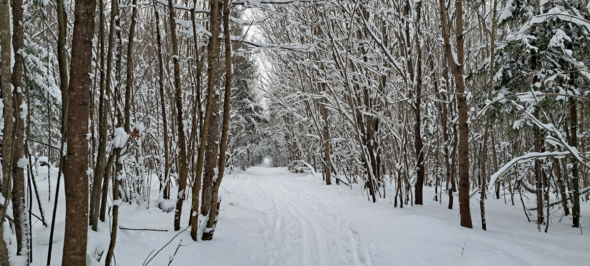 Волшебный лес