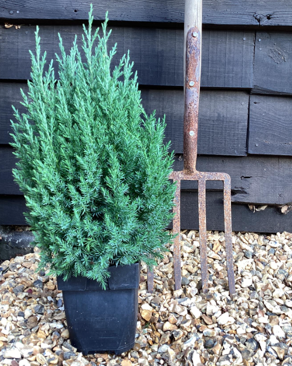 Можжевельник китайский