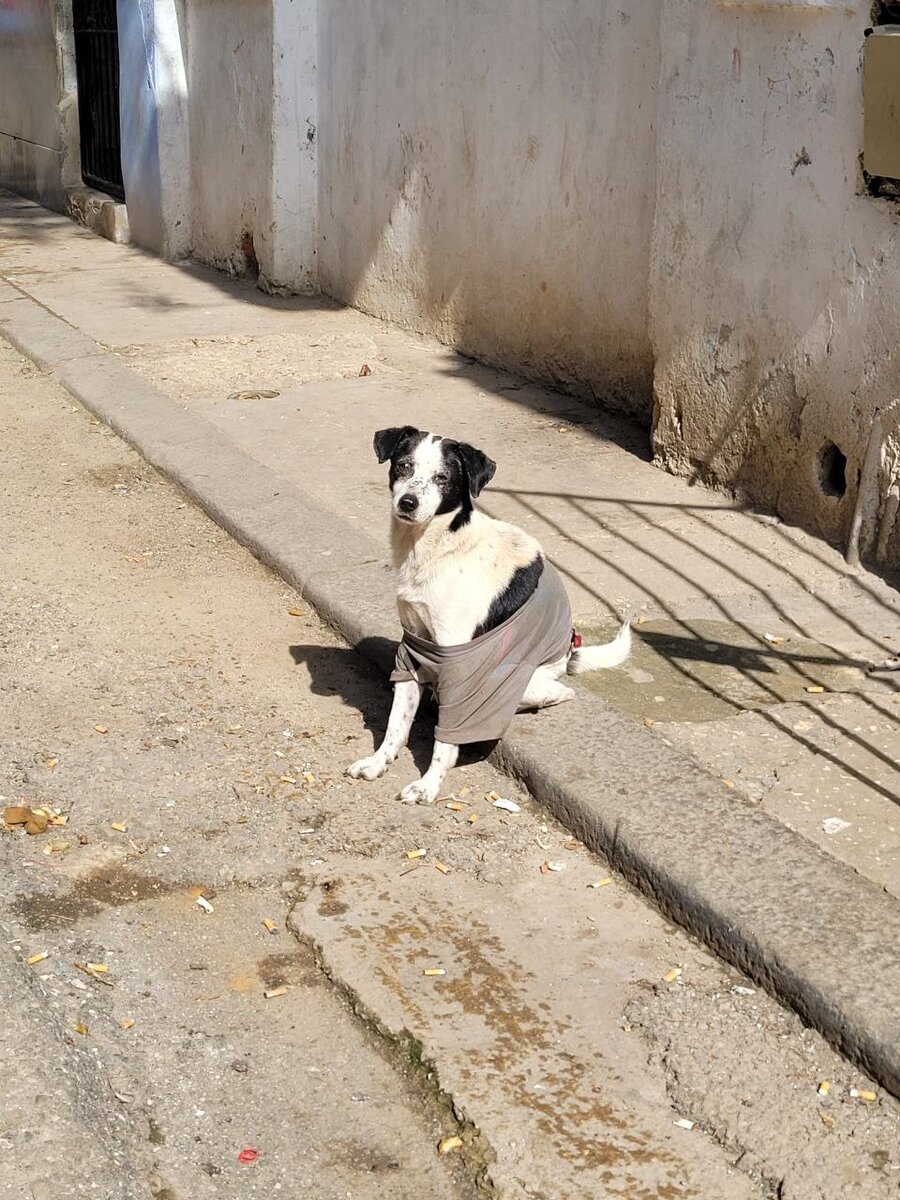Пару собакенов, так как сфотографировать "магазины" не додумалась.