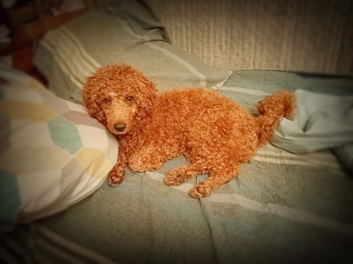 Румпель: - Карликовый я, карликовый. Не сомневайся. 