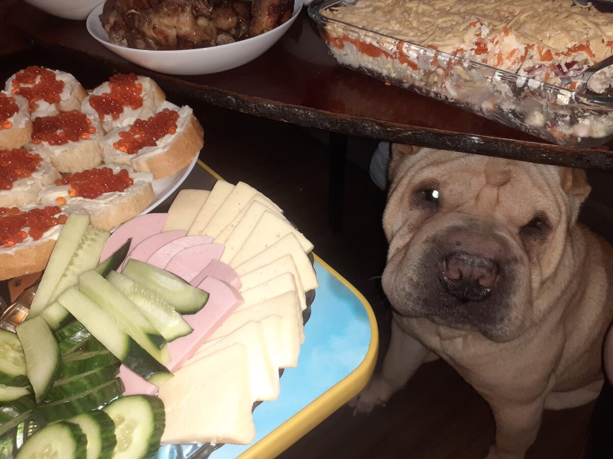 Шенли охраняет стол.