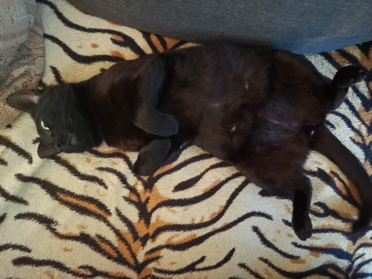 Чуча очень любит праздники