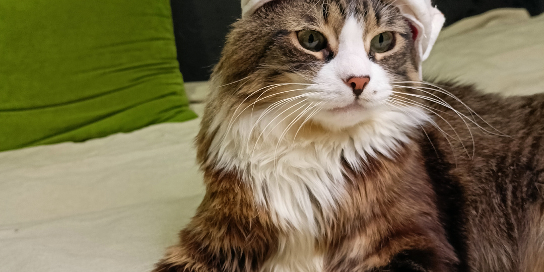 С НОВЫМ ГОДОМ 🎉