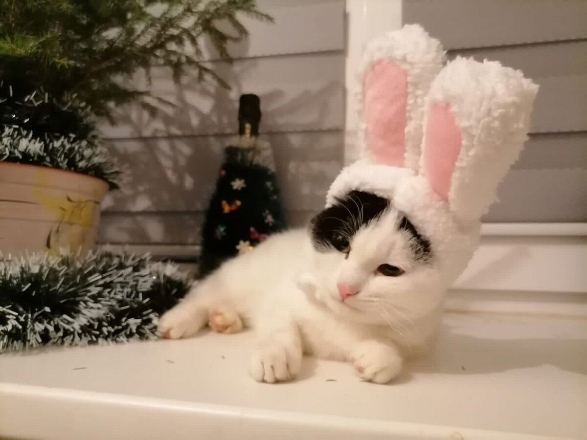 Год назад жизнь котёнка Кузи была в опасности, но вместе мы справились. Фото годовой давности.