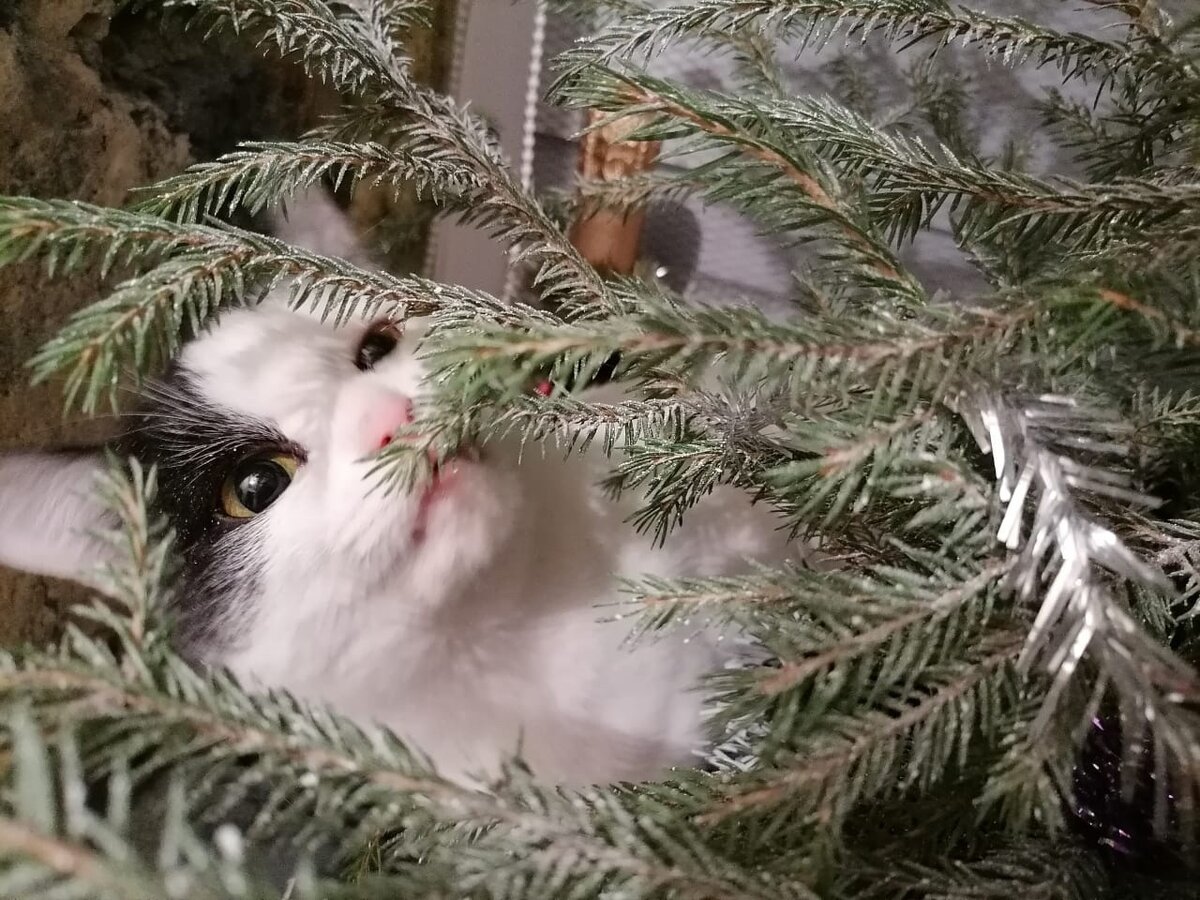 В этом года Кузя не забыл нас всех поздравить